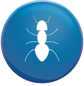 Why You Need Pest Control in Enfield