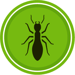 Get Rid of Pests for Good with Expert Pest Control Services